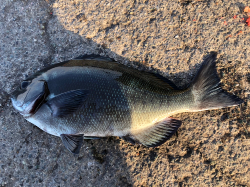 オナガグレの釣果