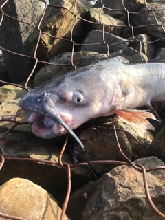 アメリカナマズの釣果