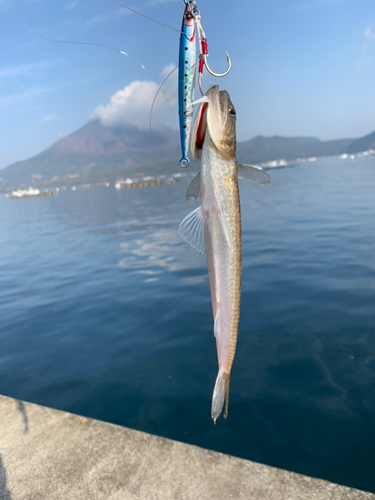 エソの釣果