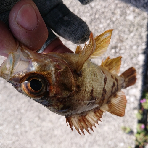 メバルの釣果