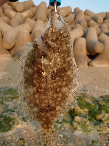 ヒラメの釣果