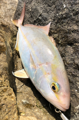 ショゴの釣果