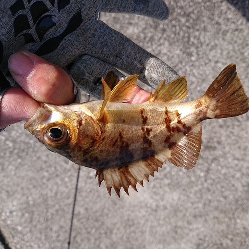 メバルの釣果