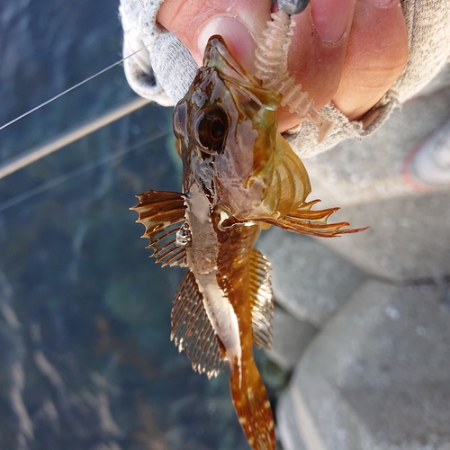 アナハゼの釣果