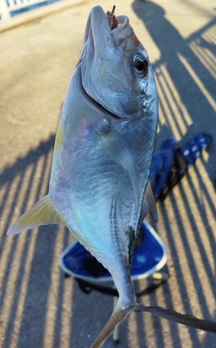 ギンガメアジの釣果