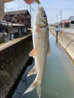 ニゴイの釣果