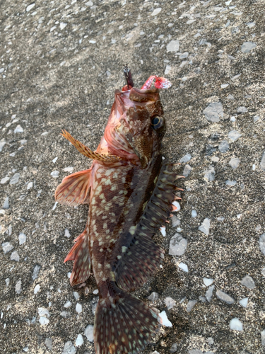 カサゴの釣果