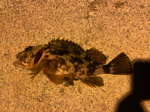 ガシラの釣果