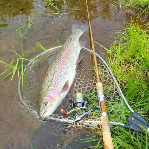 トラウトの釣果