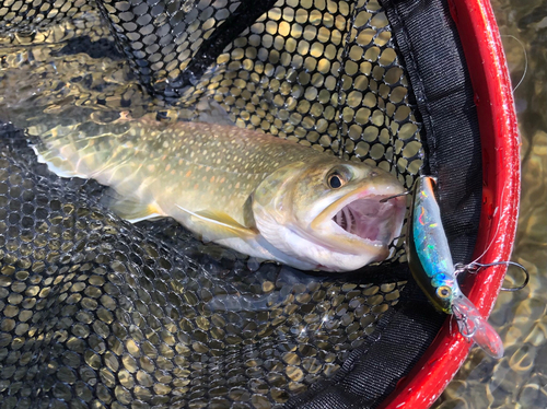 イワナの釣果