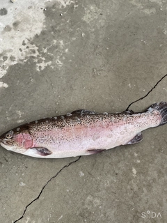 ニジマスの釣果