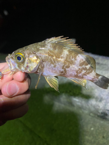 メバルの釣果