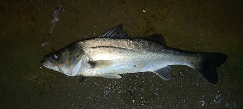 セイゴ（マルスズキ）の釣果