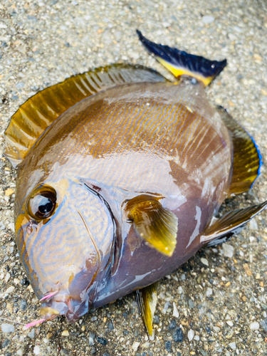 トカジャーの釣果