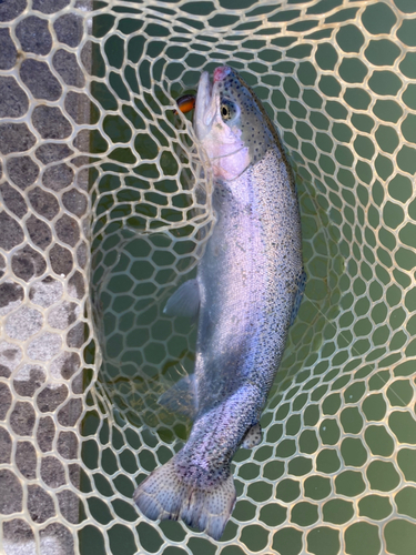 トラウトの釣果