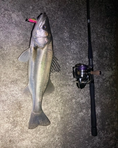 シーバスの釣果