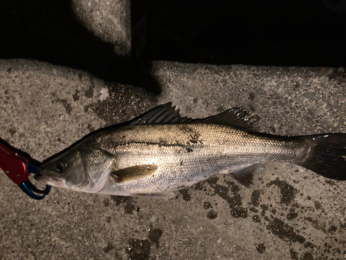 シーバスの釣果