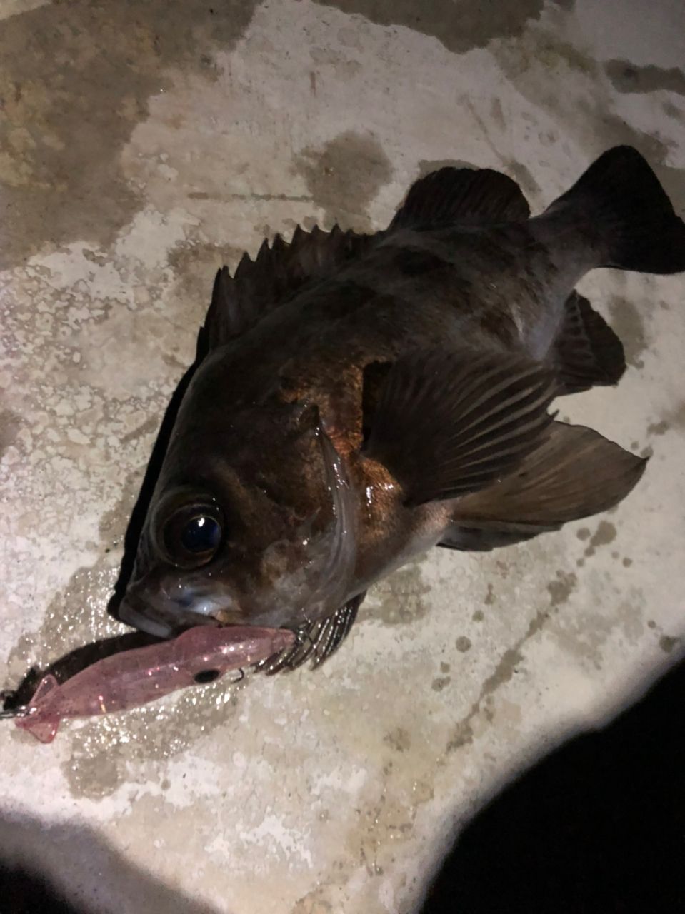 シロメバル