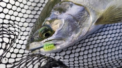 サクラマスの釣果