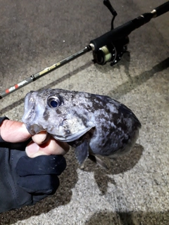 クロソイの釣果