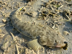 ミナミマゴチの釣果