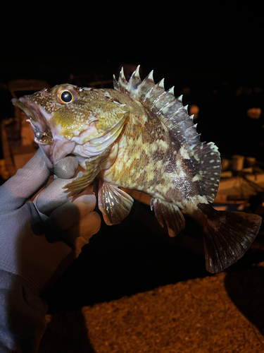 アラカブの釣果