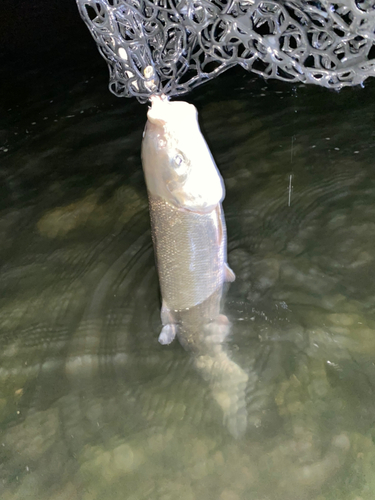 マルタウグイの釣果