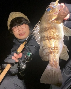 メバルの釣果