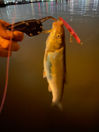 マルタウグイの釣果