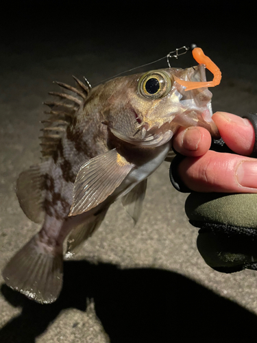 メバルの釣果