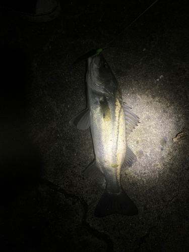 シーバスの釣果