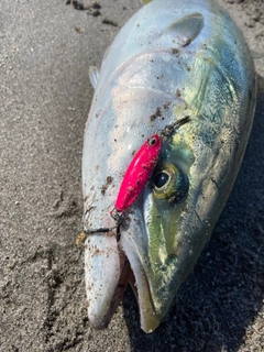 ブリの釣果