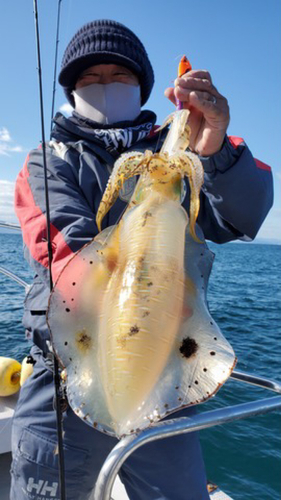 アオリイカの釣果