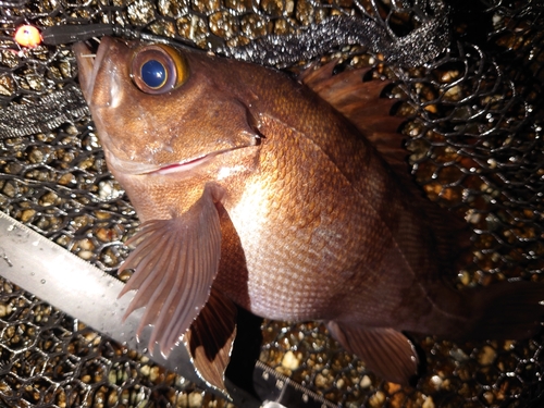 メバルの釣果