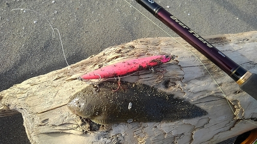 シタビラメの釣果