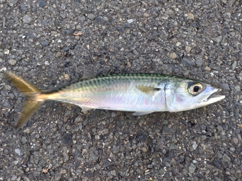 サバの釣果