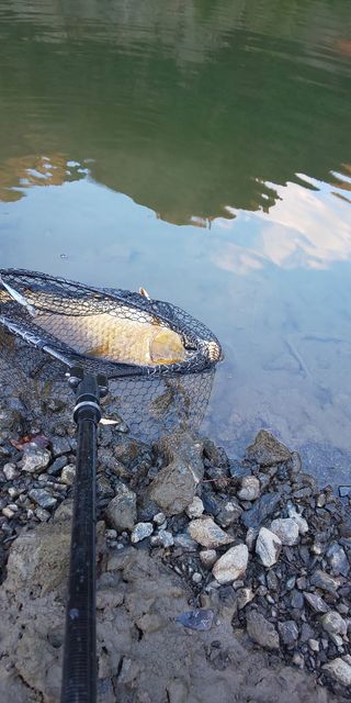 コイの釣果写真