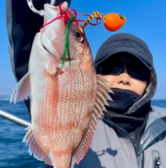 マダイの釣果