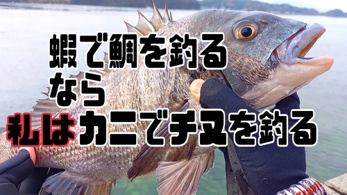 チヌの釣果