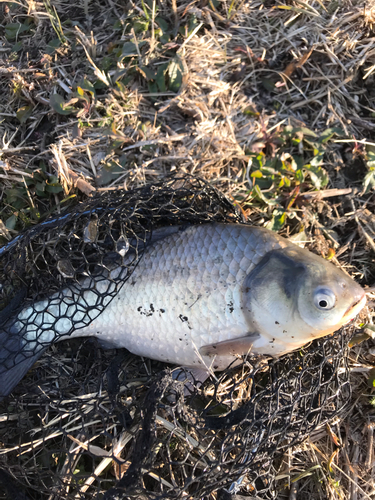 フナの釣果