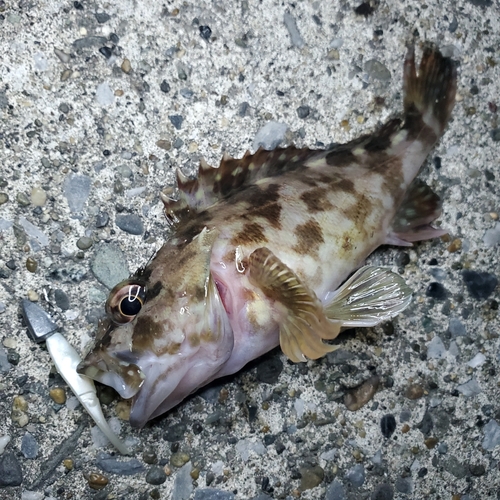 カサゴの釣果