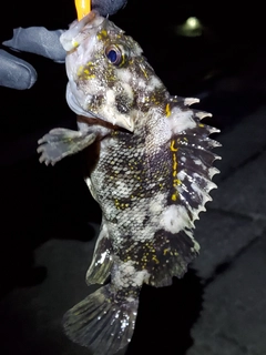 オウゴンムラソイの釣果