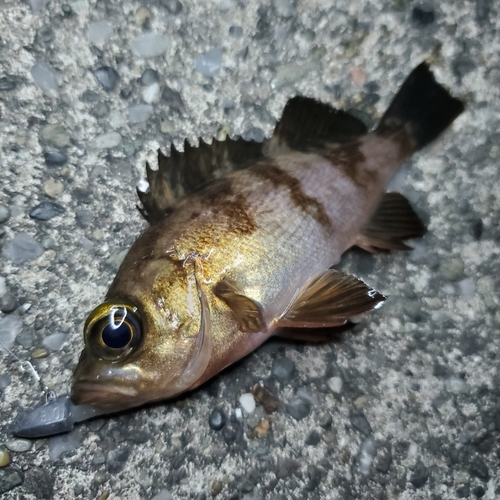 メバルの釣果