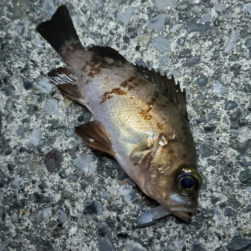 メバルの釣果