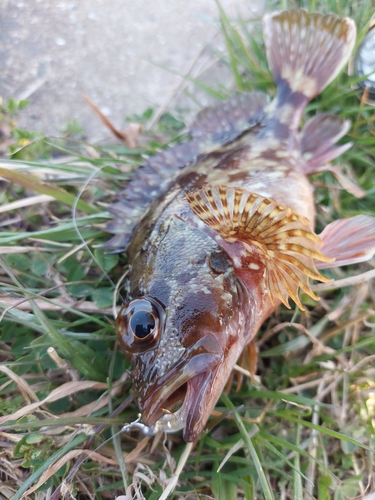 スズキの釣果