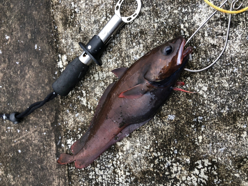 ドンコの釣果