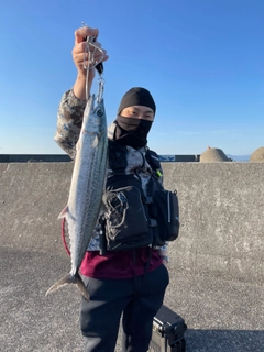 サゴシの釣果