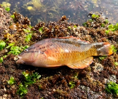 アカササノハベラの釣果