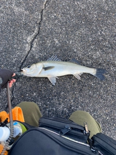 スズキの釣果