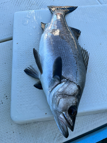 ヒラスズキの釣果